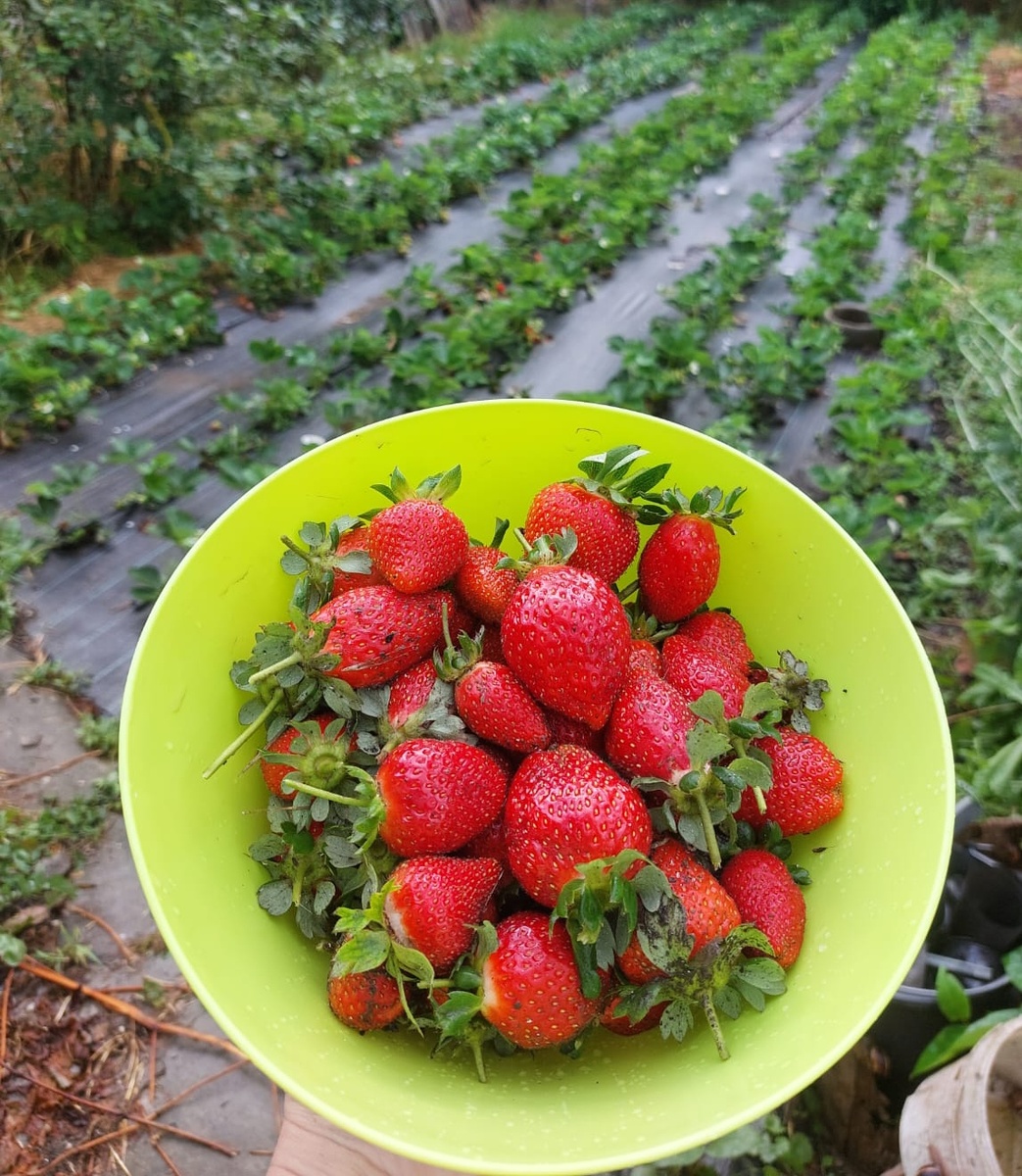 Сбор клубники для пастилы