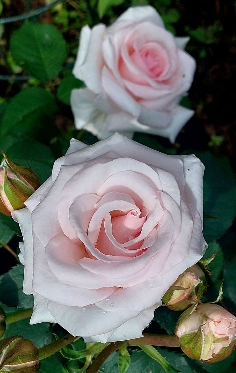 Бельмонте. Флорибунда