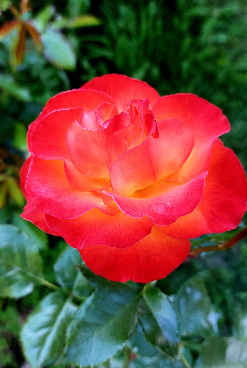 Гуд Моринг. Флорибунда 