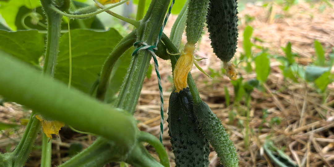 Чтобы огурцов было много ,надо убрать все лишнее