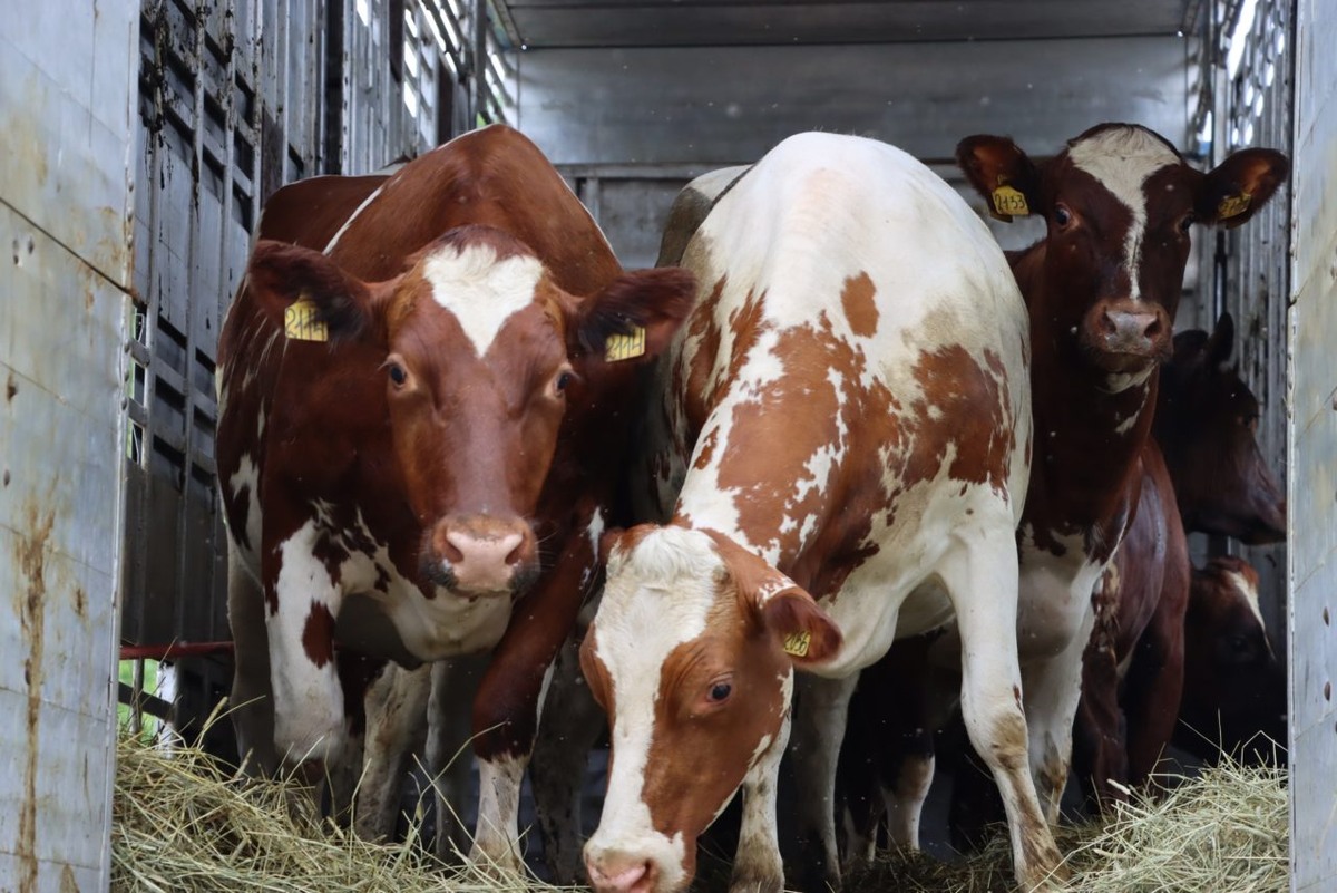    Нетелей привезли в обновленный совхоз «Эссойла». Фото: «Республика» / Илья Лапухин