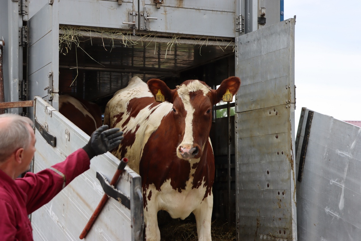    Нетелей привезли в обновленный совхоз «Эссойла». Фото: «Республика» / Илья Лапухин