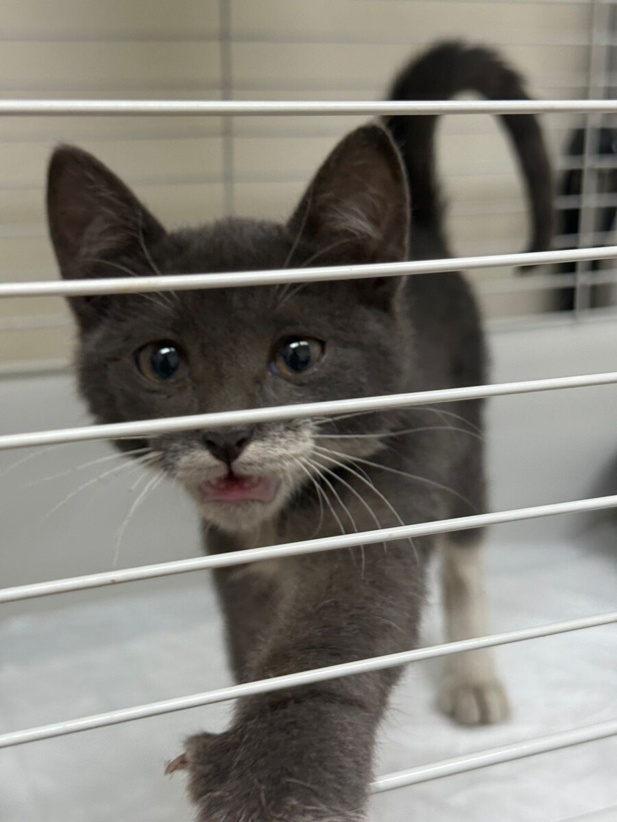 Котик, спасенный из такси