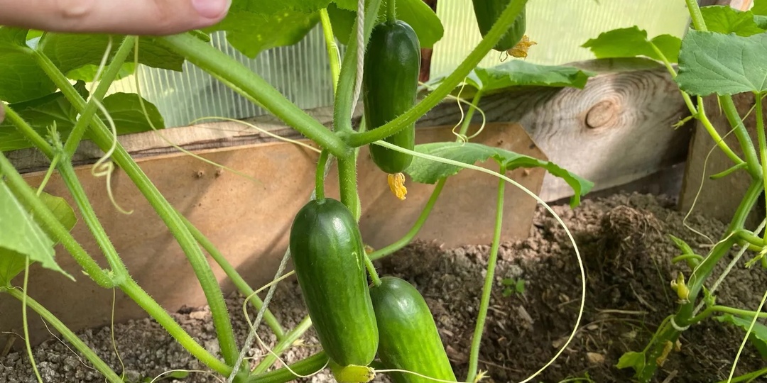 Всего 1 грамм в июне и огурцы, томаты, перцы вмиг заплодоносят. Огурцы растут быстрее, если лью это под корни Сразу 3 проверенные подкормки