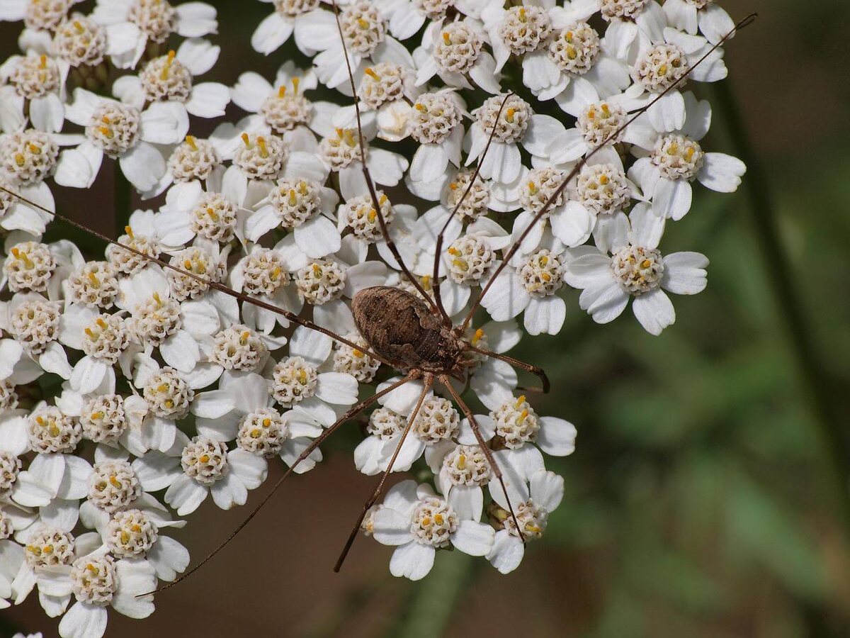 Фотография mbc-2016. Взято с Pixabay