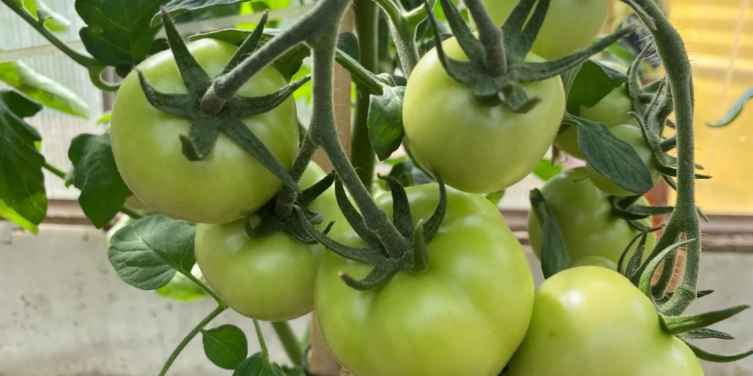 Налейте 1 стакан под томаты и они завалят урожаем, даже хилые растения вмиг заплодоносят Сразу 5 подкормок для томатов на всех стадиях роста