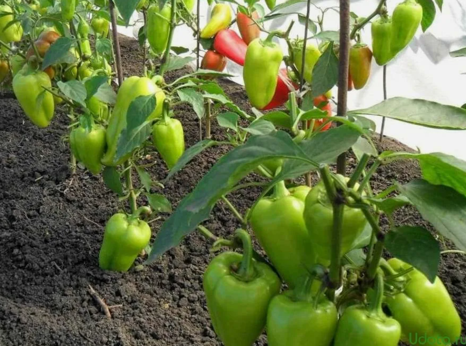 Как часто поливать перец?