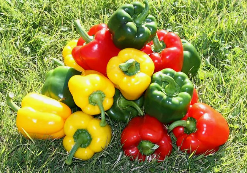 При правильном балансе полива и подкормок - перец отблагодарит богатым урожаем!