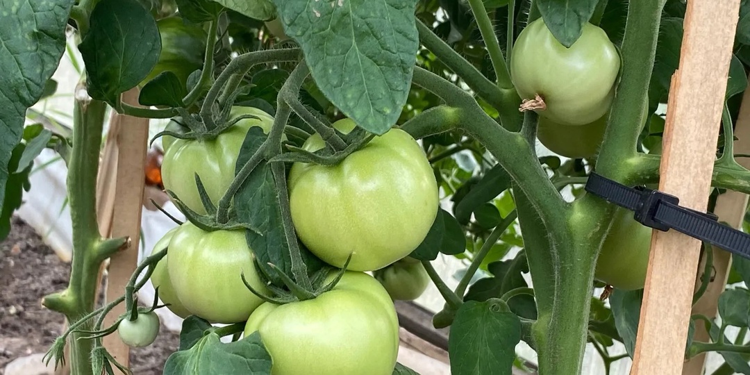 Лью в июне под томаты и сразу нарастает много плодов. Даже хилые растения обильно заплодоносят. Сразу 10 эффективных подкормок