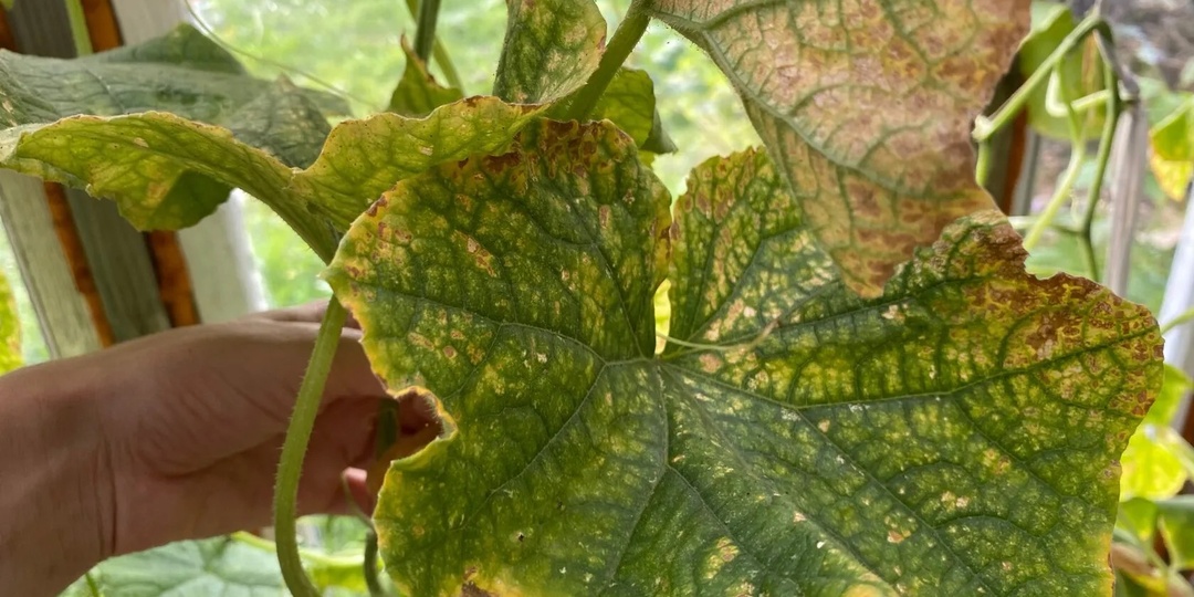 Если у огурцов желтеют и вянут листья: срочно сделайте так и огурцы снова позеленеют и обильно заплодоносят. Сразу 3 обработки от пожелтения