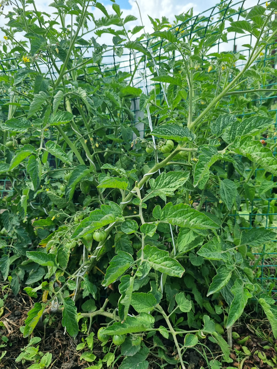 Конфеты Исиды. Вымерзшие