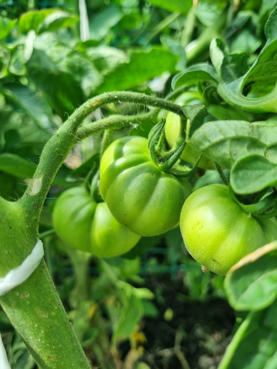 Сладкая жар-птица, тоже вымерзшая