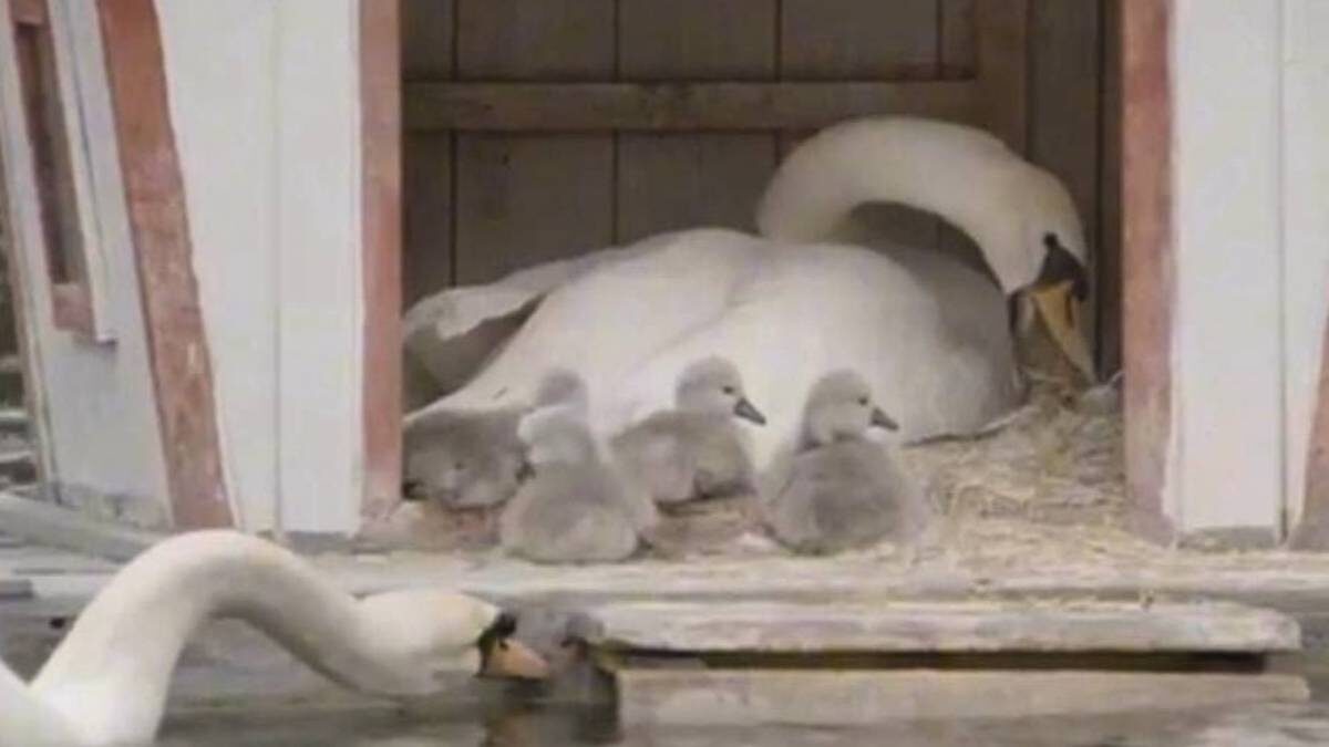    Фото: Telegram / Москвач.Новости Москвы