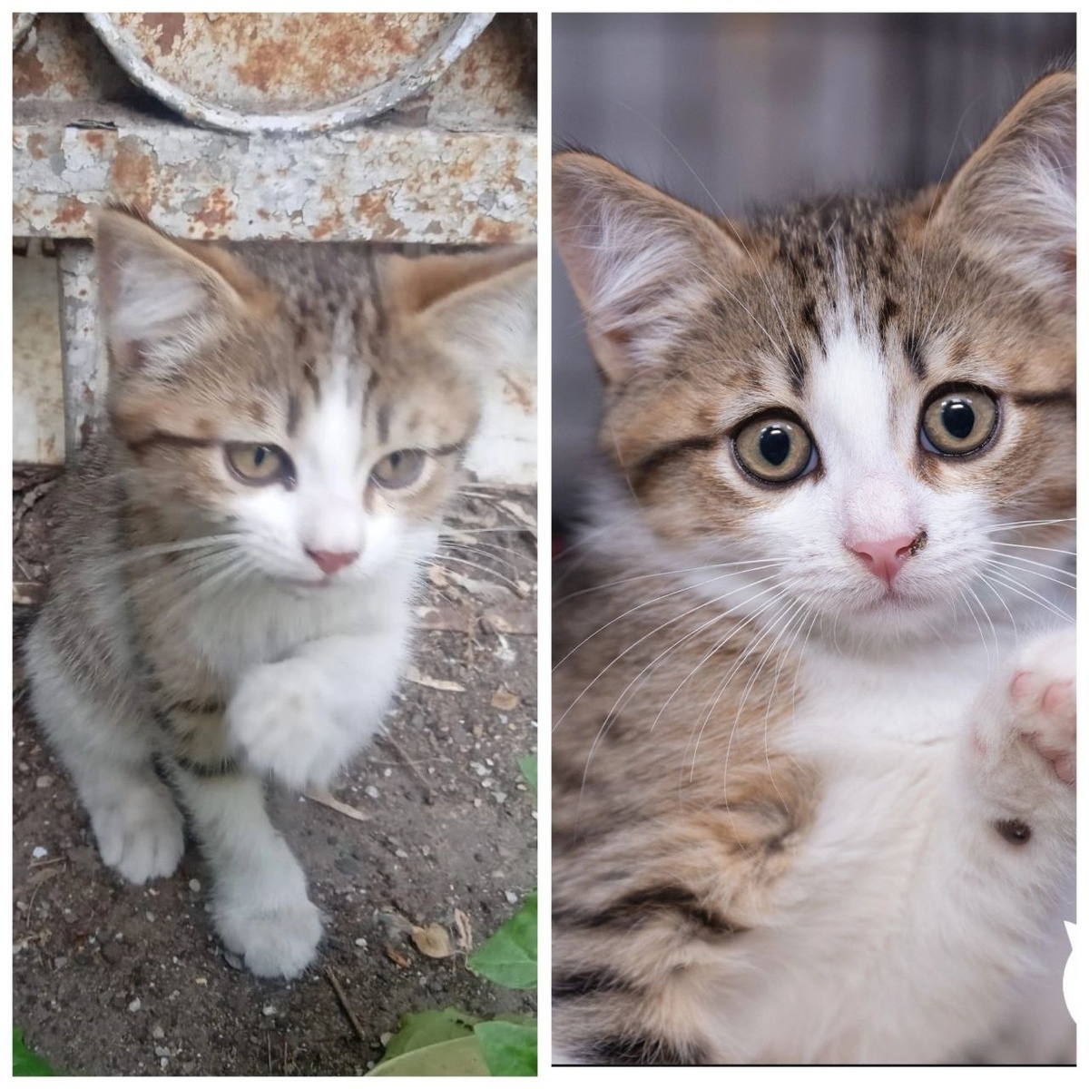 Котёнок Монталь, 3 месяца. Найден на улице.