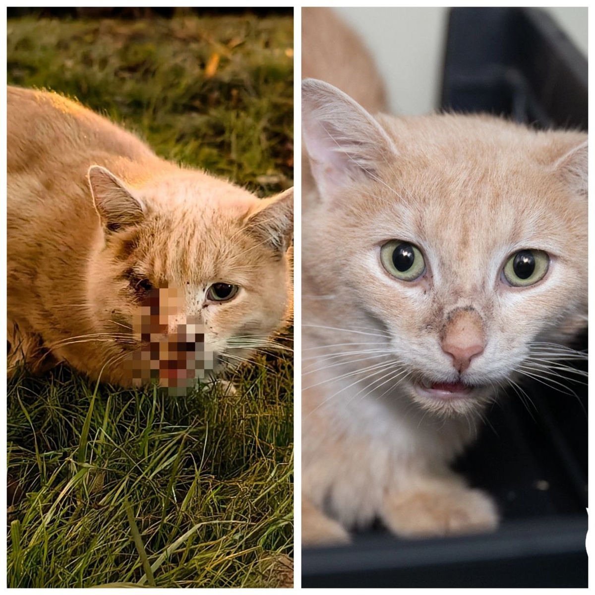 Кот Сырочек, 2 года. Найден на улице.