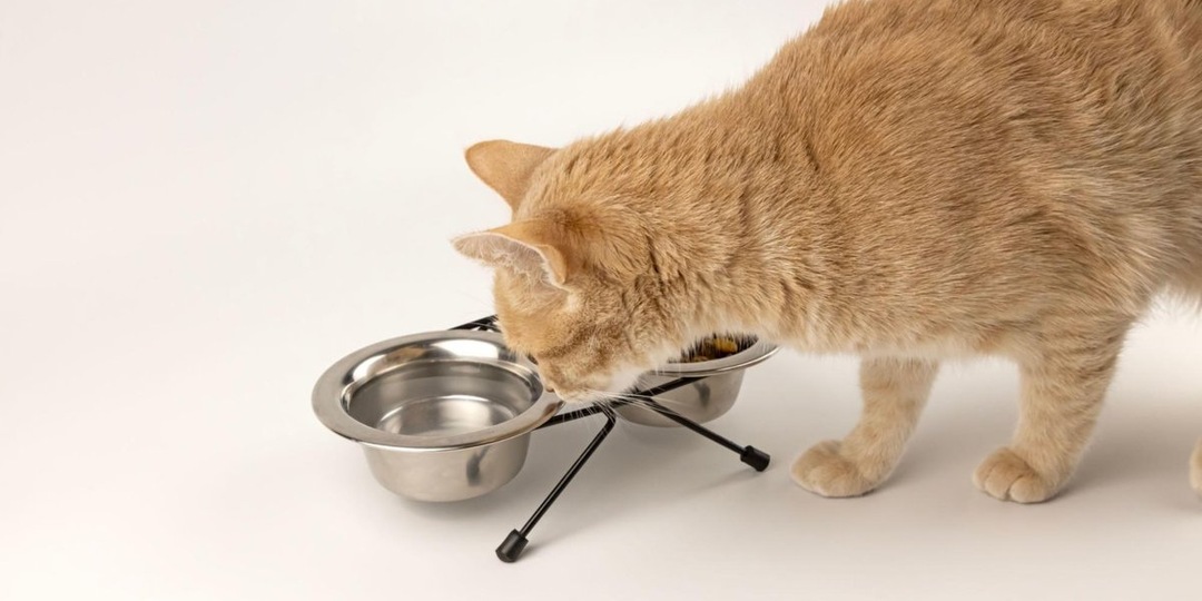 Обезвоживание у кошки: симптомы и что делать