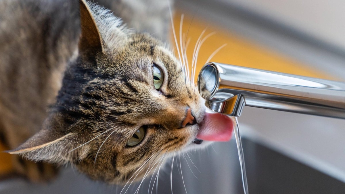    Многие кошки предпочитают проточную воду стоячей — возможно, потому что она кажется им свежее и вкуснее.