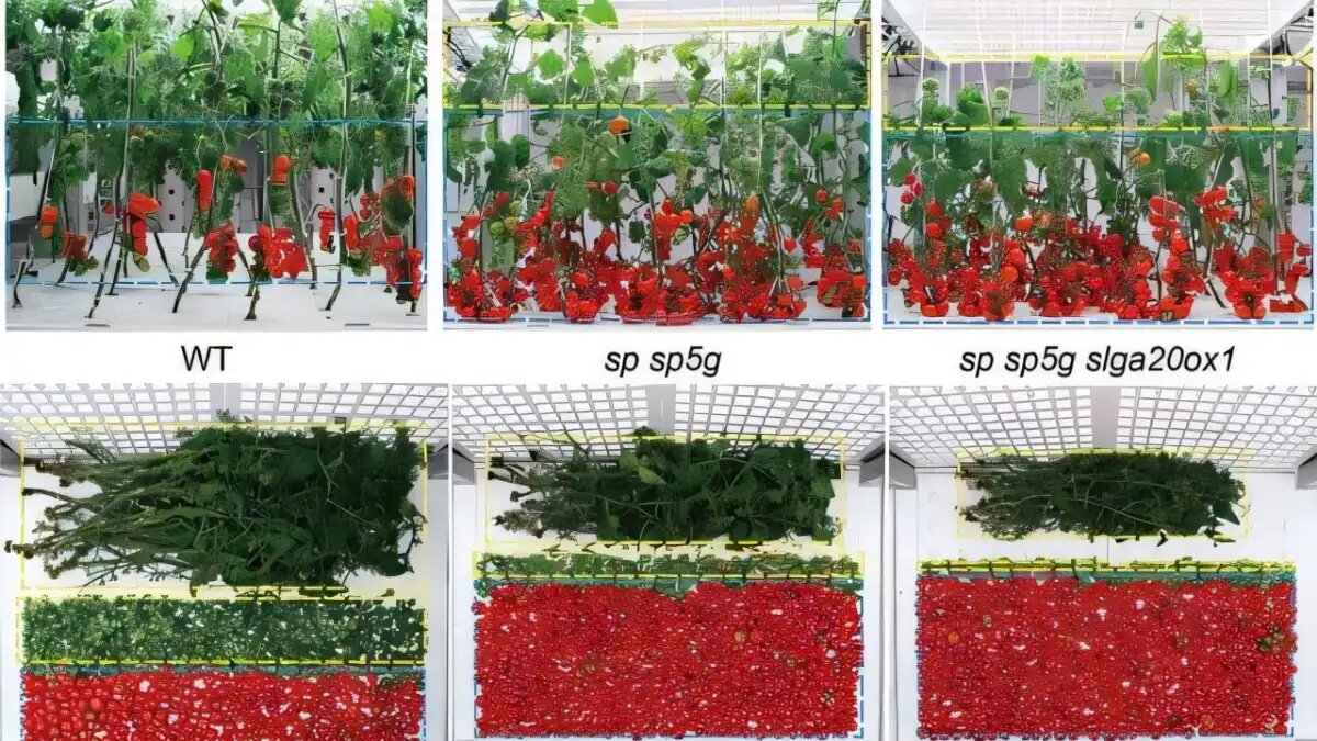 Фото:IGDB
Китайские ученые создали сорт томатов для вертикального земледелия