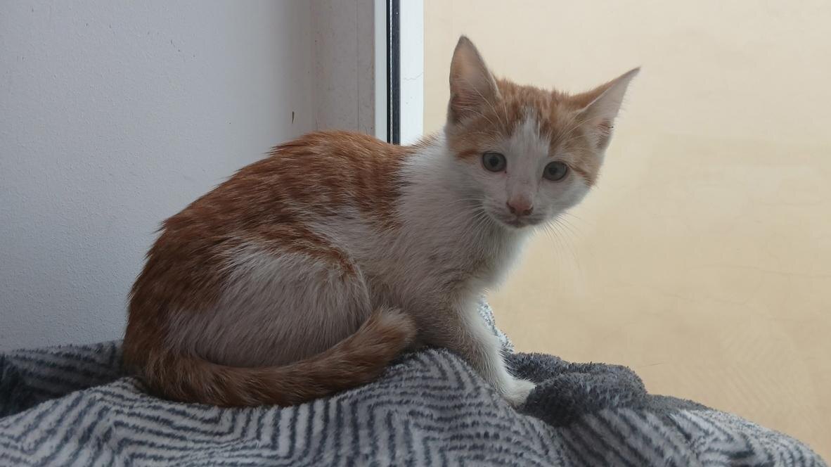 Фото: vk.com/cats_in_spb