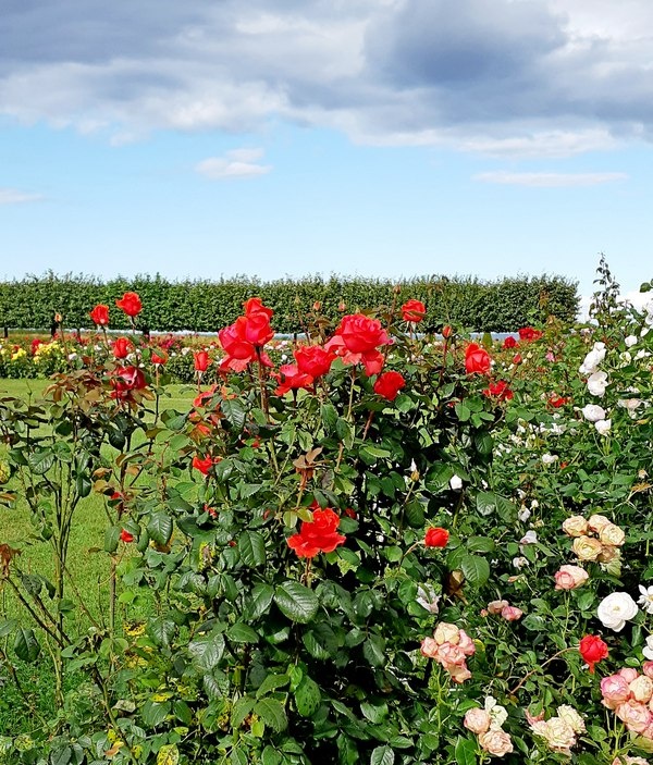 Розарий в Нижнем парке Петергофа, расположенный за Марлинским ансамблем /фото из личного архива, 2019/
