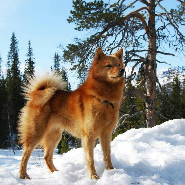 Это карело-финская лайка.