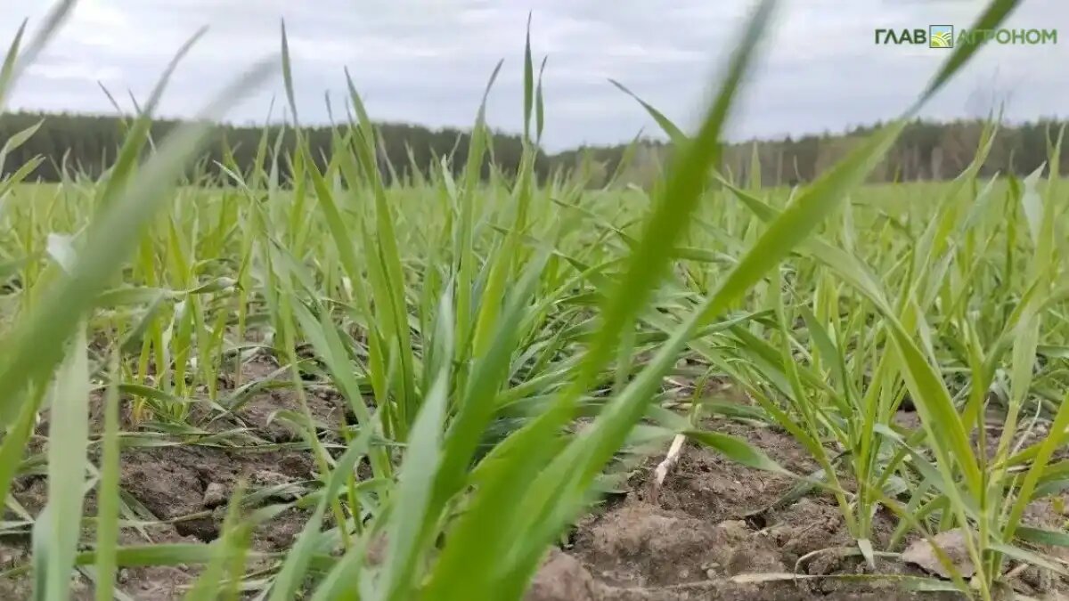 Фото:© Владимир Исаенко / Glavagronom.ru
Главные ошибки агронома при работе с озимой пшеницей в фазу флаг-листа (фото иллюстративное)