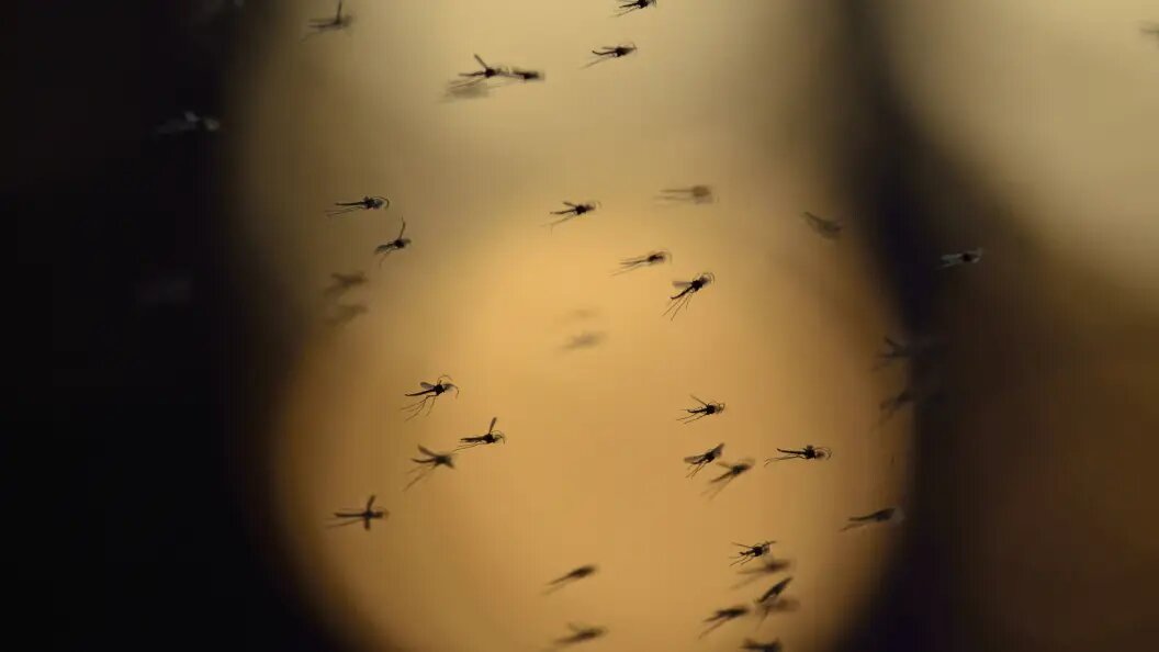    Фото: AGAMI/R. de Jong, via www.imago-/Globallookpress