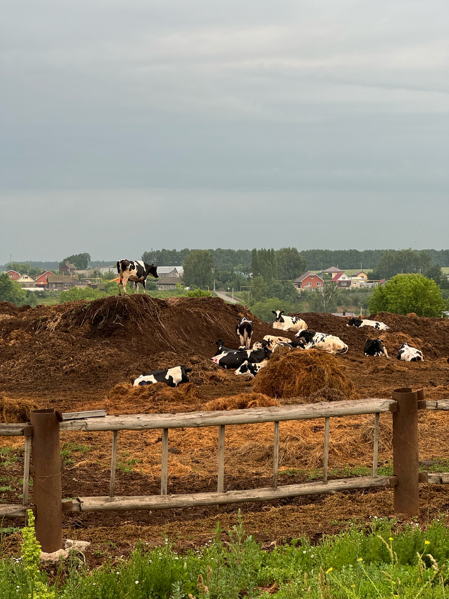 Прекрасные коровы живут свою лучшую жизнь