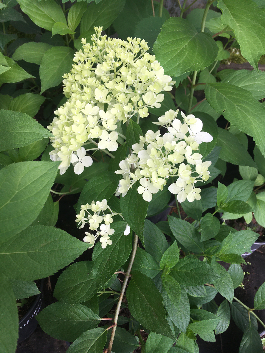 Гортензии в теплице 