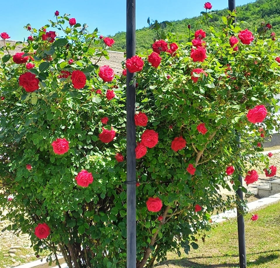 Розы за лето подкармливают один раз в месяц