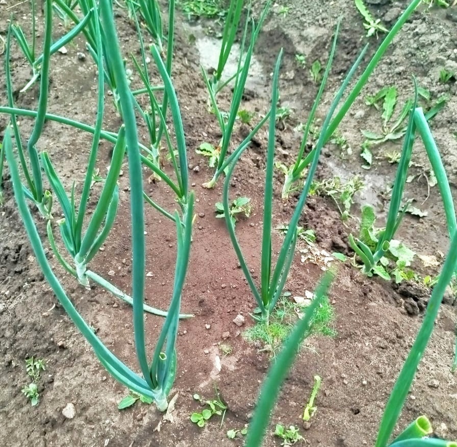 В середине июля,лук и чеснок перестают поливать 