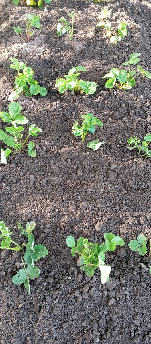 Виктория или садовая клубника