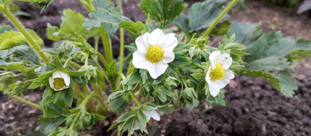 Виктория или садовая клубника