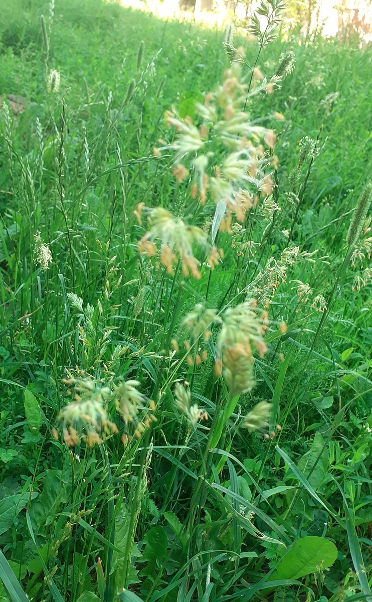 Ежа сборная на московском газоне