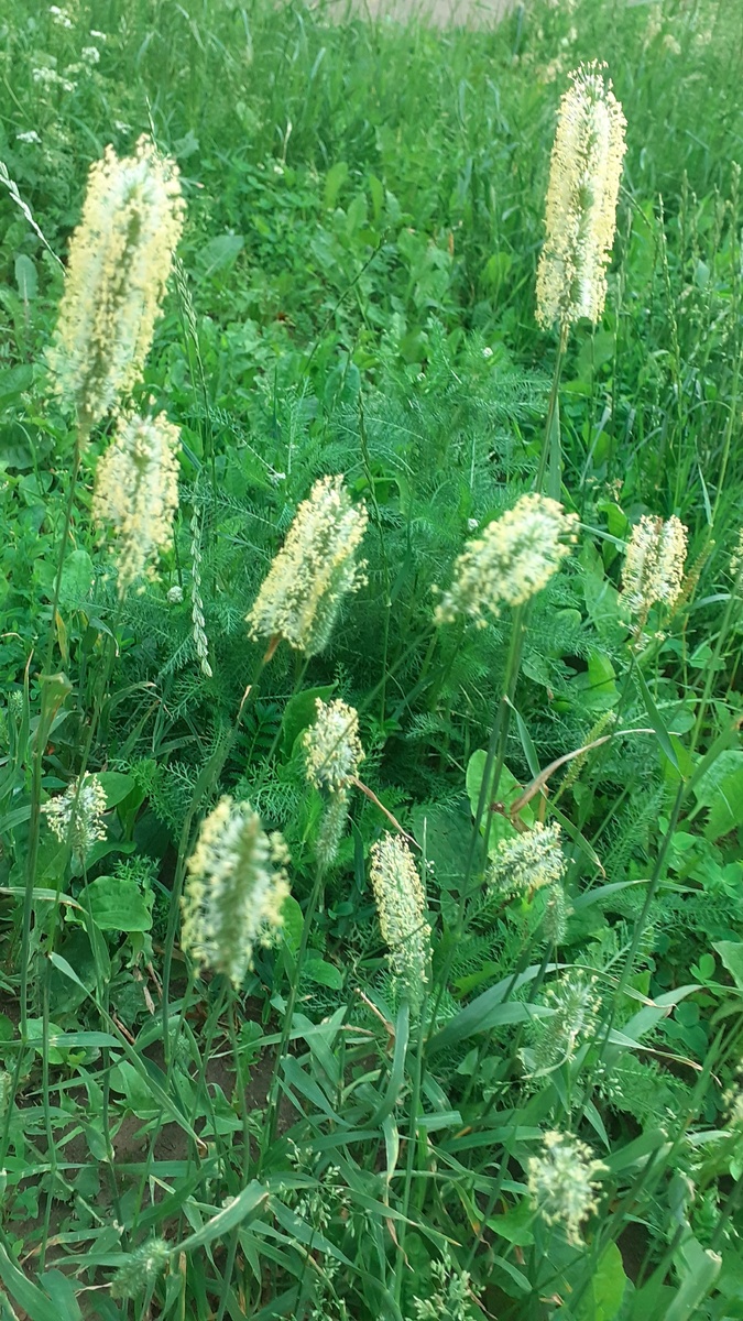 Тимофеевка (тот же газон в Москве)