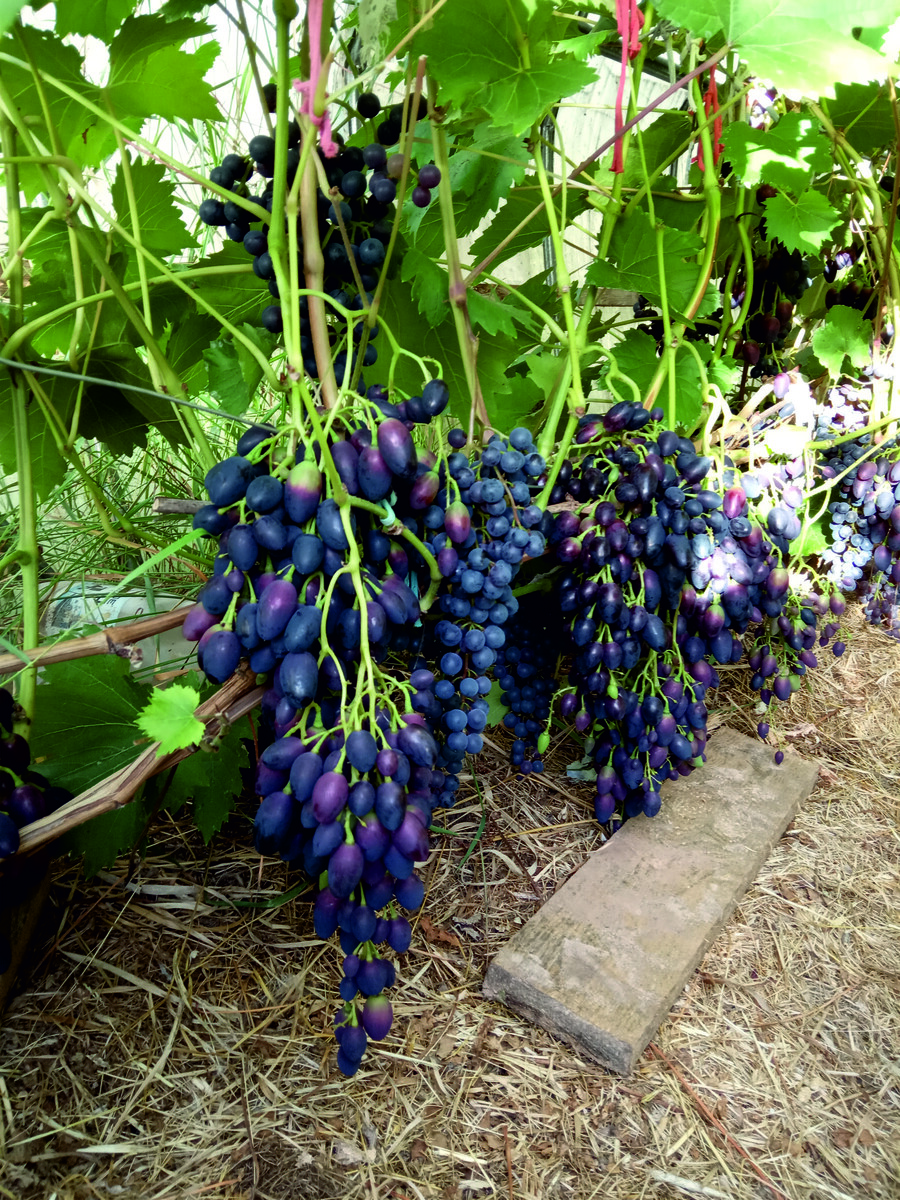 Надежда АЗОСС с вытянутыми ягодами. У меня рядом растёт куст кишмиша уникального с круглыми темными ягодами.