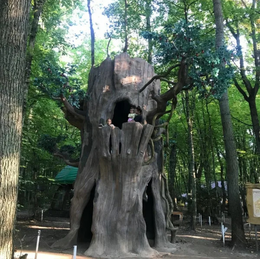 Чудо-дерево «растет» в парке