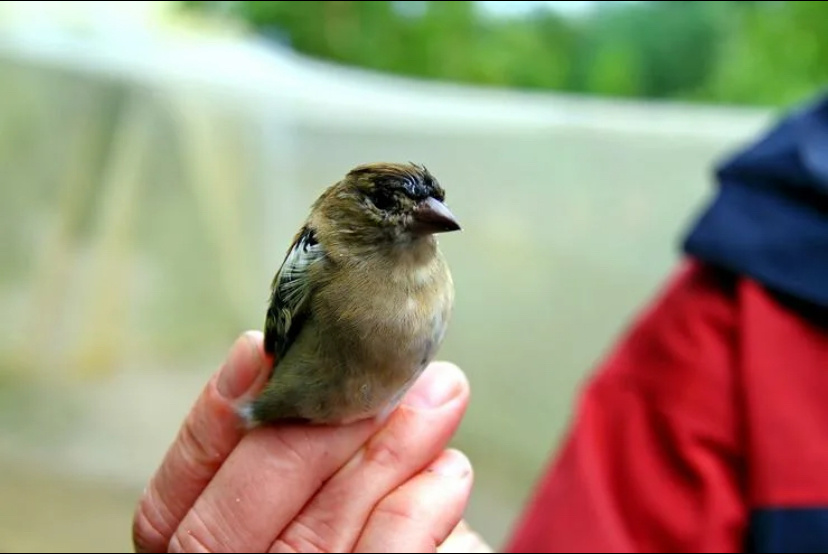 Кольцевание птиц показывают буквально на пальцах.