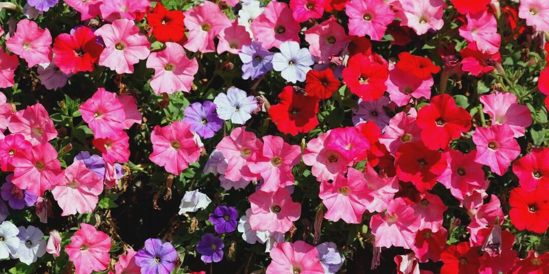 Секреты выращивания пышных петуний – чем поливать самый популярный цветок у дачников