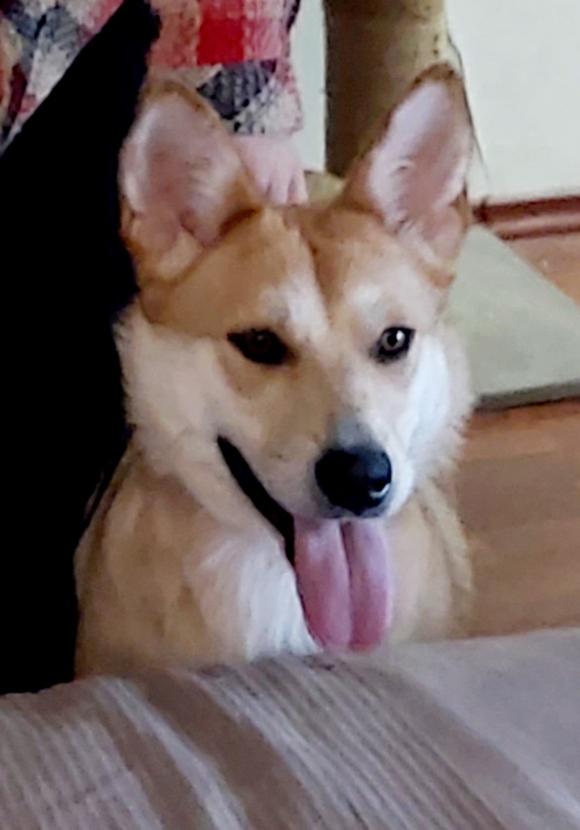 Сиба-ину точно есть, это говорила даже владелица питомника сиб.