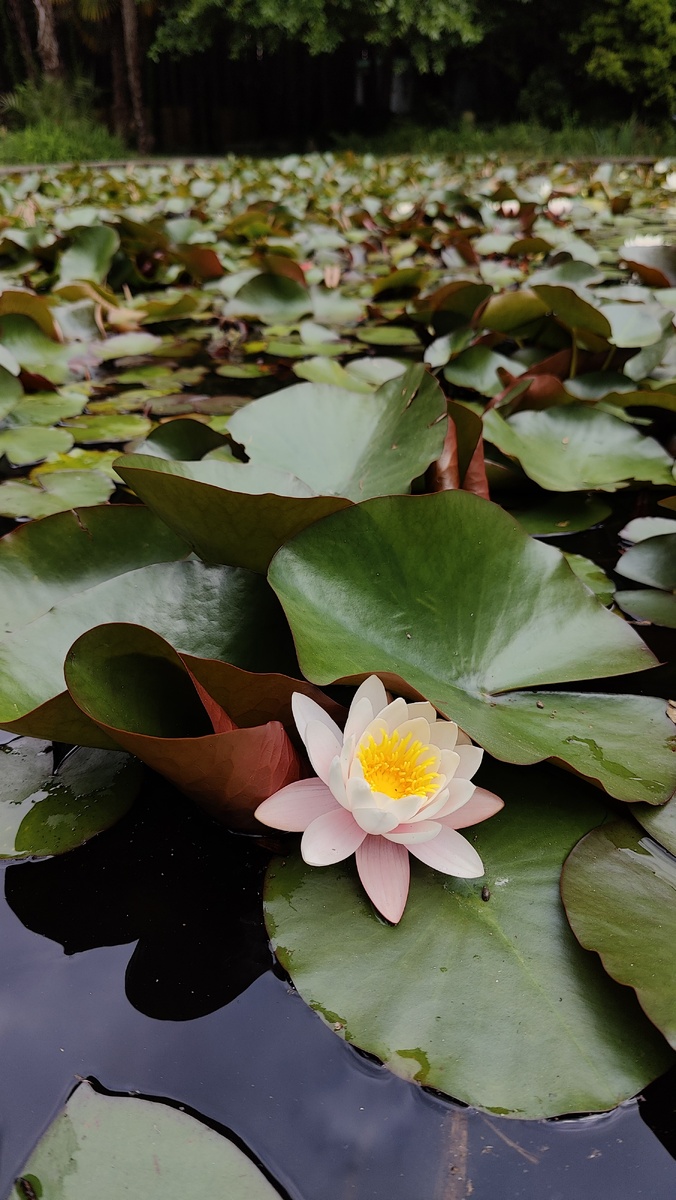 В одном из прудов сада