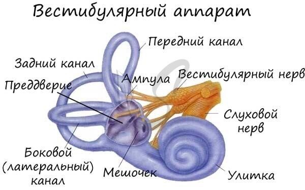 Вестибулярная система и развитие речи