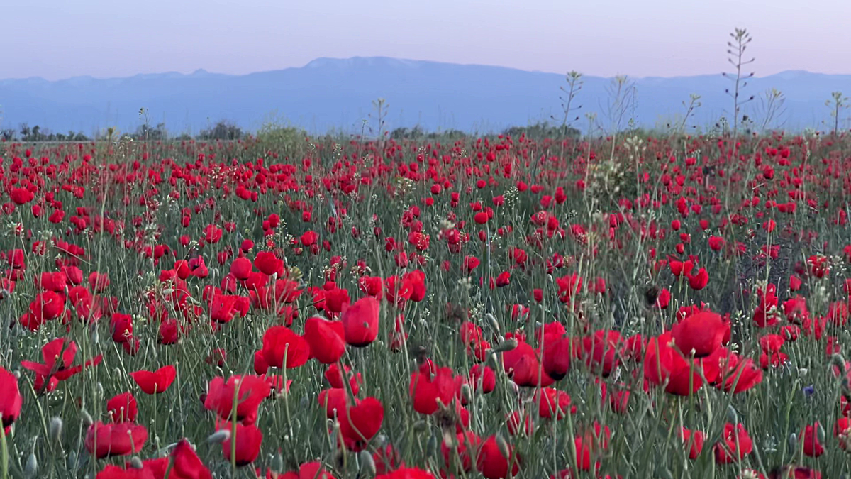 Чуйская долина весной