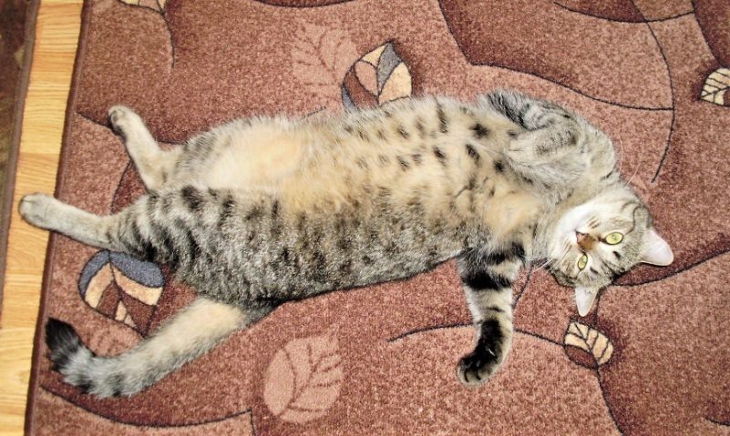 Как помочь кошке в жару