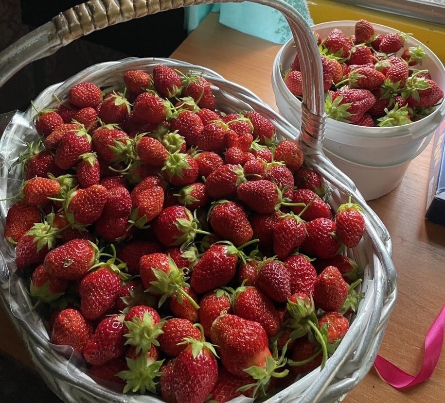 Урожай прошлого года. В общей сложности с нашей «плантации» мы собрали около 20 кг.