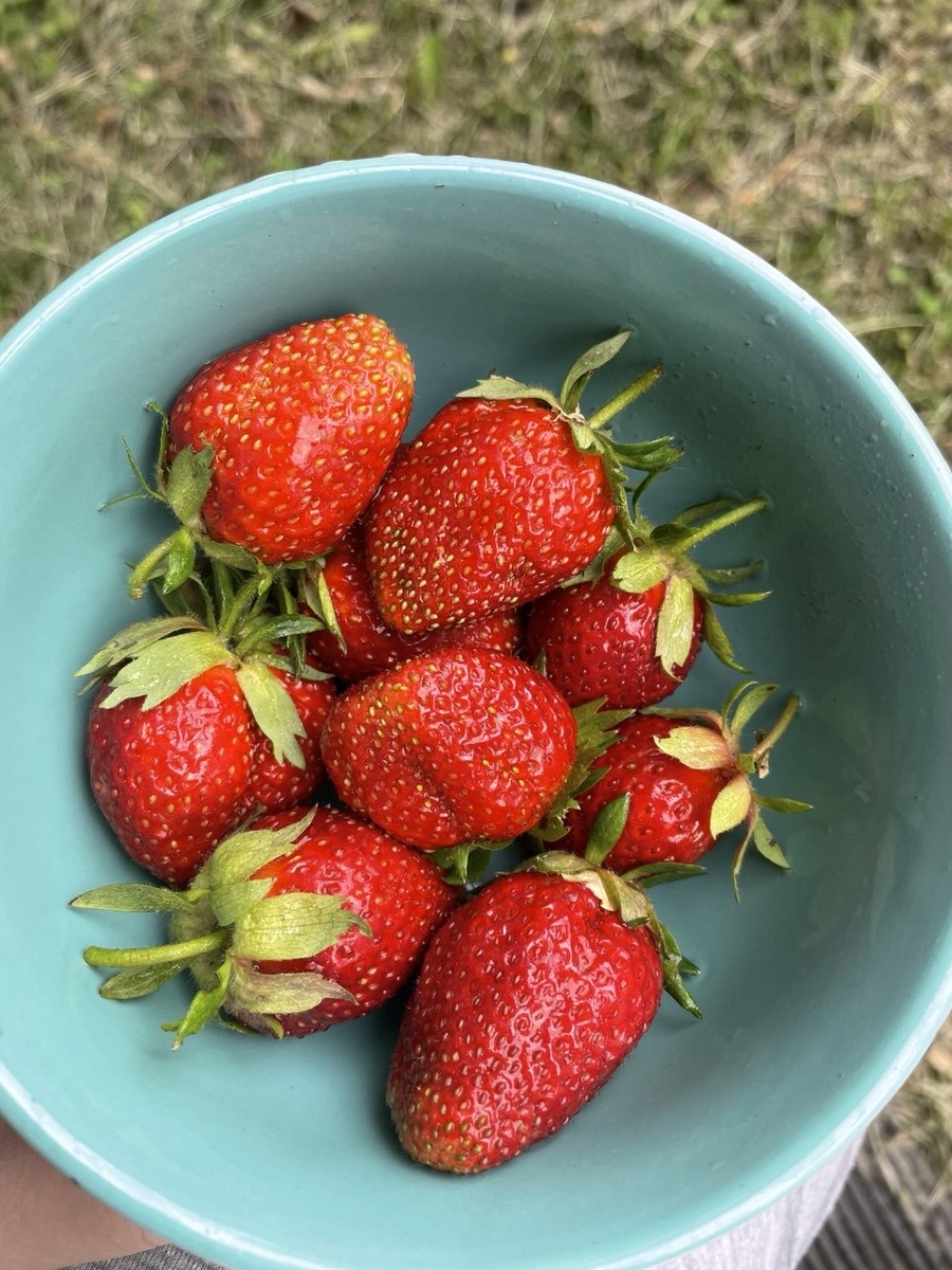 В прошлую субботу у меня был праздник первой клубники. Ягода еще не набрала сладости, но как себя лишить «праздника»?