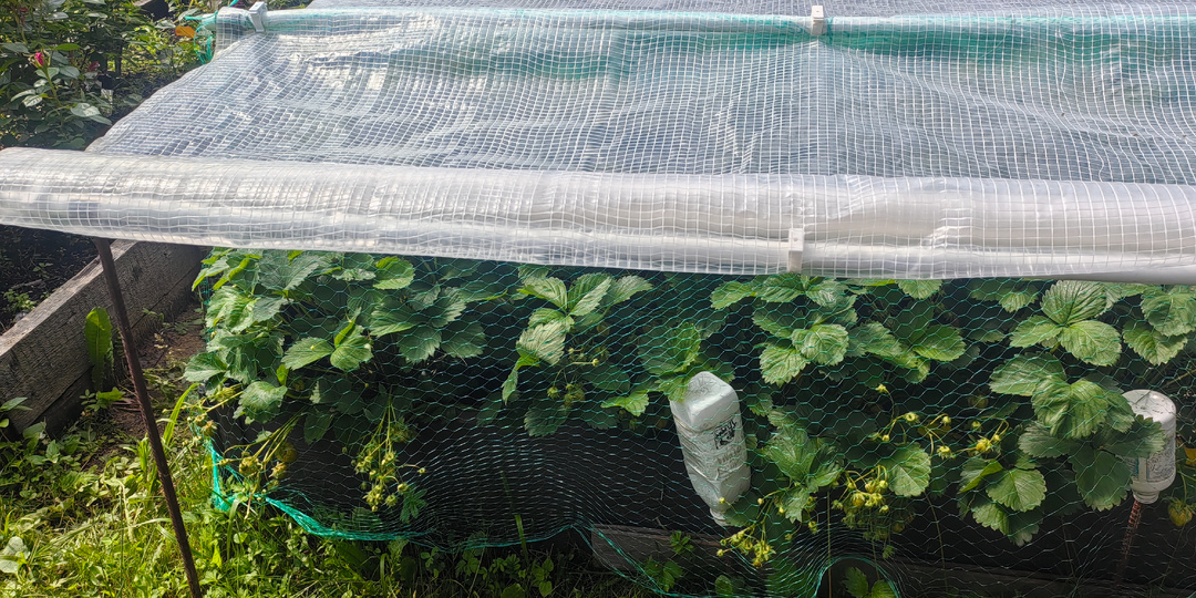 Клубника зреет, дожди льют. Как мы защитили ягоду от дождей