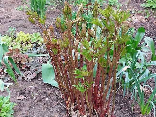 Пионы набираются сил в конце апреля