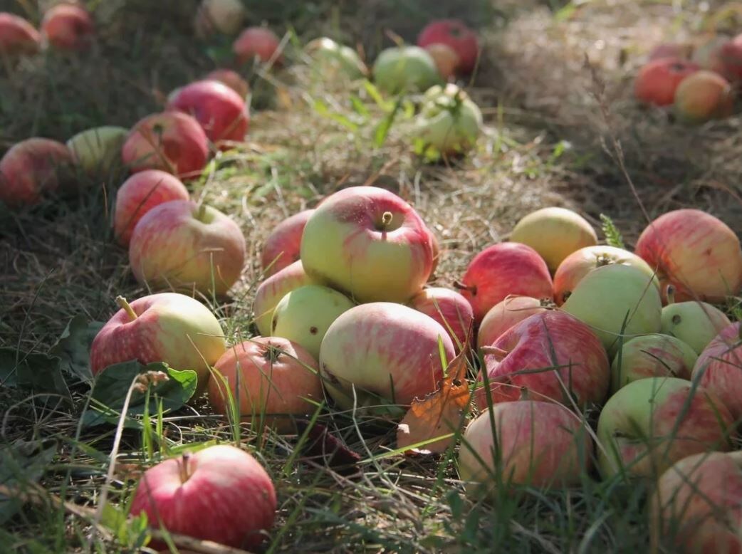 Яблоки. Источник фото: stihi.ru