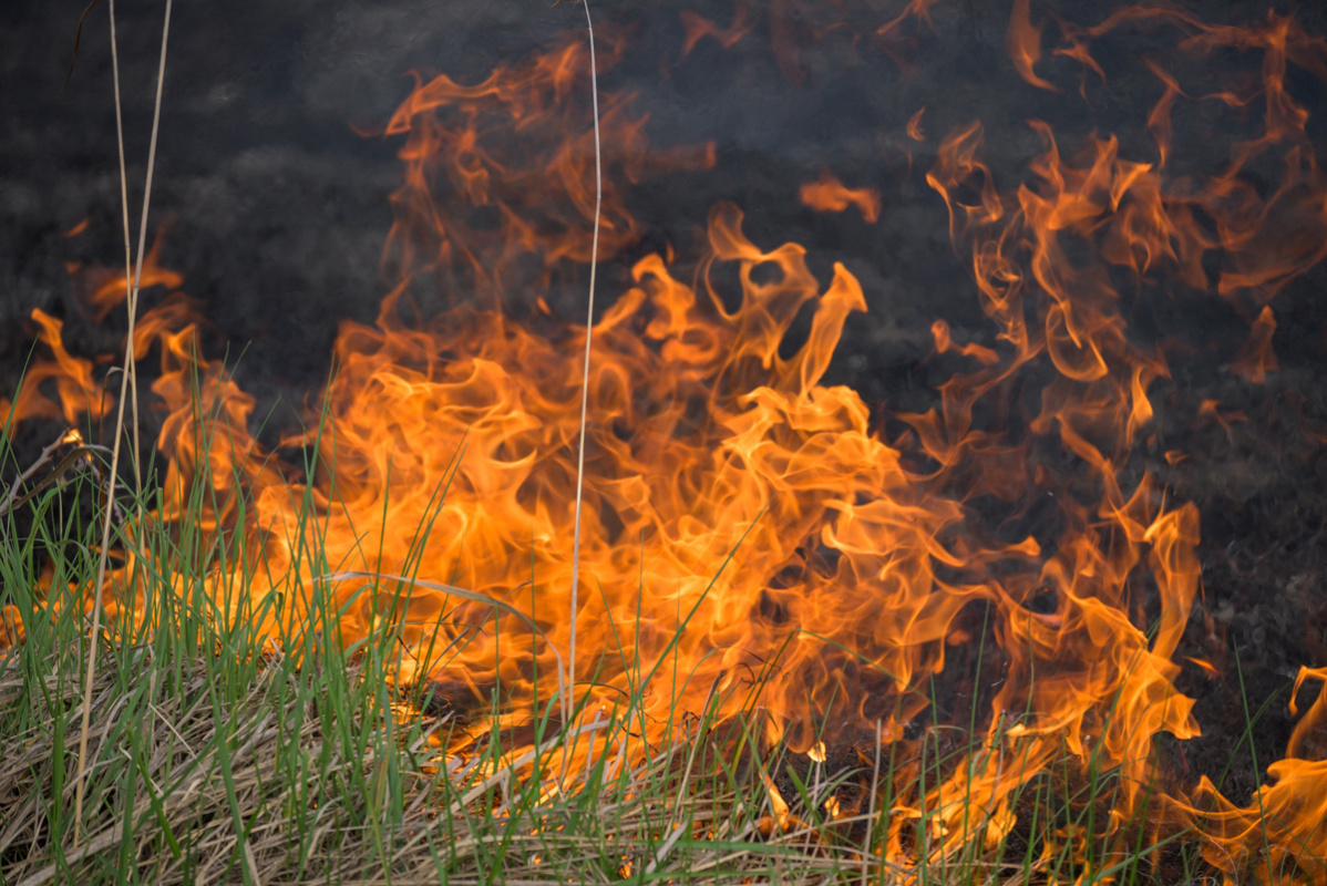    Фото: Bogdan Vacarciuc / Shutterstock.com